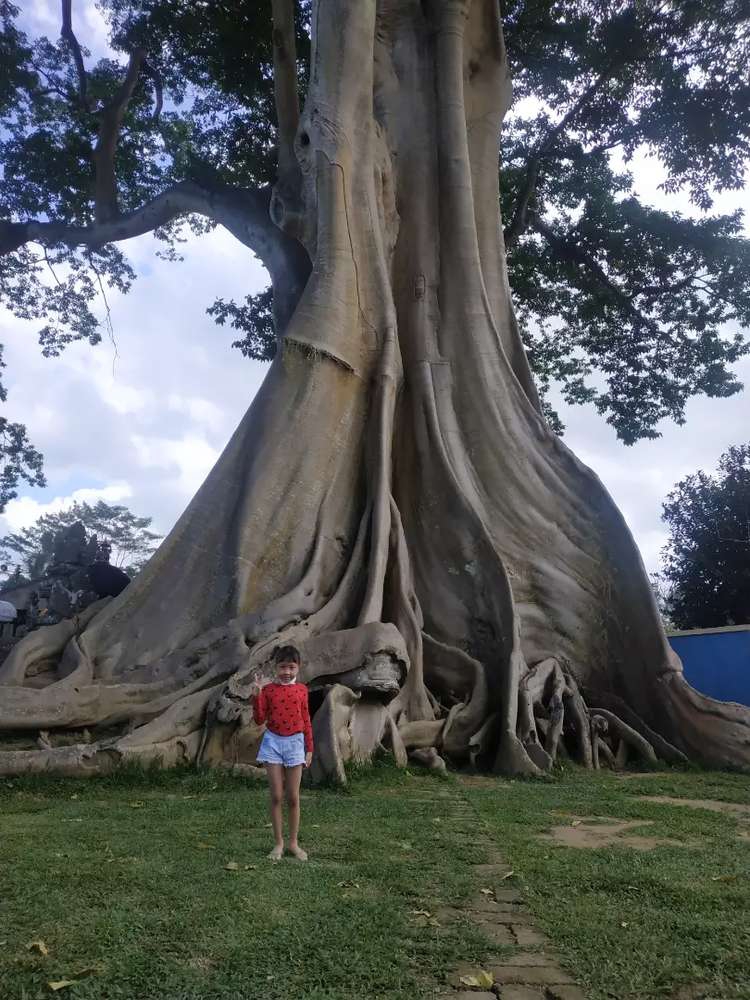 tb bali