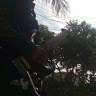 darmawan