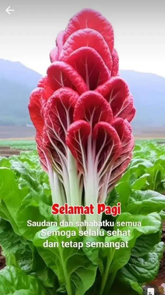 as'adi 2750