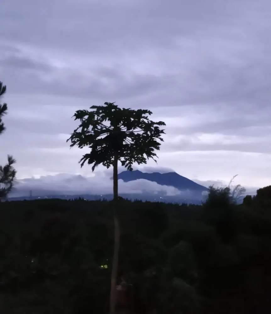 deswilalwinaldi70