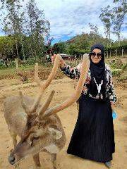 Vany Firmansyah