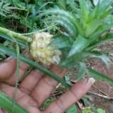 Wawan