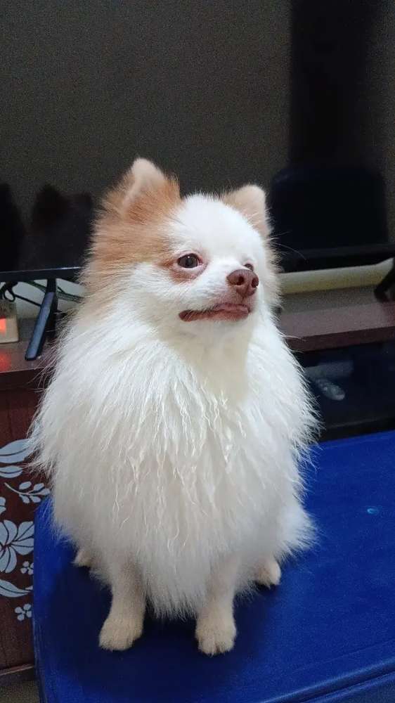 hendrik