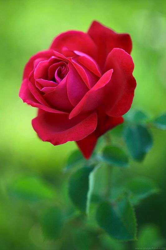 rosa