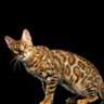 indah