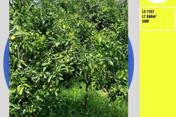Tanah Kebun Jeruk Subur Luas Dan Murah Harga Nego di Batu