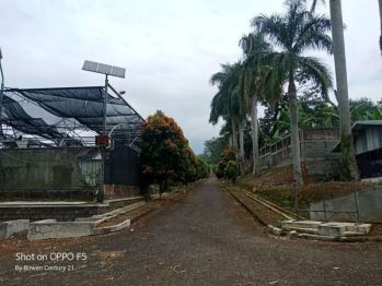 Kebun cugenang cirumput Cianjur perkebunan bunga jepang premium