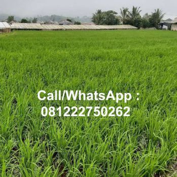 Tanah Sawah Premium Murah