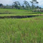 thumbnail-tanah-sawah-premium-murah-3