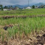 thumbnail-tanah-sawah-premium-murah-5