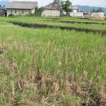 thumbnail-tanah-sawah-premium-murah-1