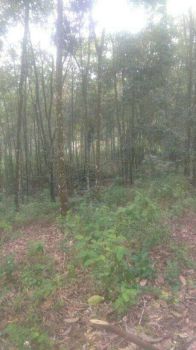 Dijual lahan karet dan durian murah