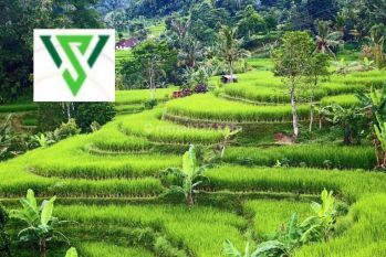 Tanah murah 26,08jt/m Ronggolawe Bintoro Musi imam Bonjol