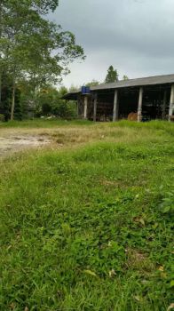 Dijual tanah luas peternakan