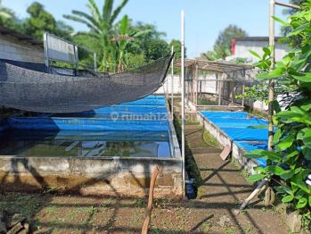 Tanah Bonus Kolam Ikan Siap Produksi di Ciseeng, Bogor