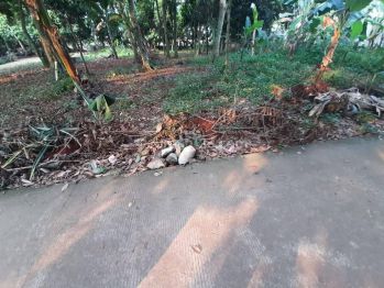 Jual Murah Apartment Furnished di Tree Park Bsd