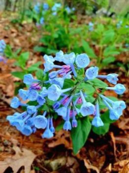 Kos khusus Putri, Karyawati