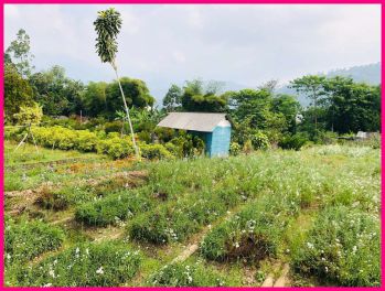 Tanah Dijual Area Kota Batu Dekat Monstera Cafe