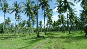 TANAH KEBUN KELAPA 10 HA PINGGIR JALAN DESA KALIAKAH JEMBRANA