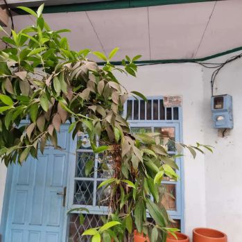 Kost putri di harapan kita karawaci