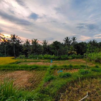 Dijual Tanah di Bukian view sawah, gunung, sunset, dan telabah