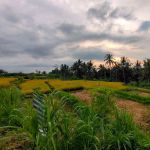 thumbnail-dijual-tanah-di-bukian-view-sawah-gunung-sunset-dan-telabah-1