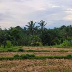 thumbnail-dijual-tanah-di-bukian-view-sawah-gunung-sunset-dan-telabah-3