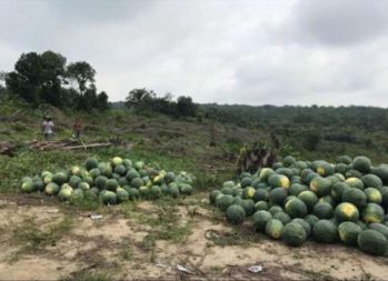 Turun Harga BU dijual tanah Rumbai murah