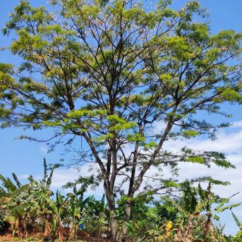 Dijual tanah mainroad jatihandap 2.5km dari jalan raya nasution