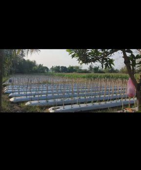 Di jual tanah sawah strategis di cebongan sleman