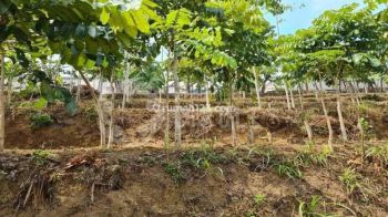 Tanah Luas di Lembang Bandung Barat Boleh di Check Dulu