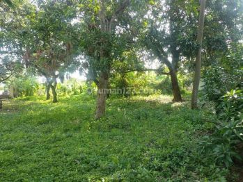 Tanah di di Desa Wanguk Bubut Kidul Indramayu