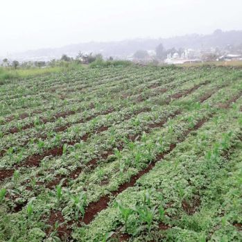 Dijual sebidang Tanah / Kebun Luas 287 m²