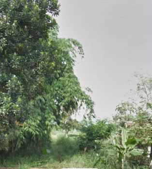 Turun Harga Tanah Subur Untuk Perumahan Ds Mekar Sari Ranca Bungur Bog