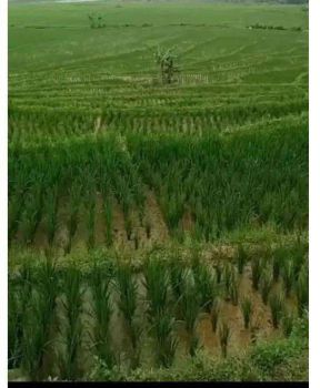 Jual Cepat Tanah Belakang Pesona Cibeuereum