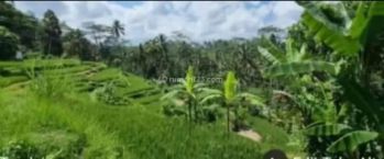 Hot List Termurah Di Kelasnya Di Jual Tanah View Sawah Sungai Lokasi Payangan