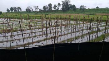 Dijual Tanah Kebun, Pamijahan, Bogor