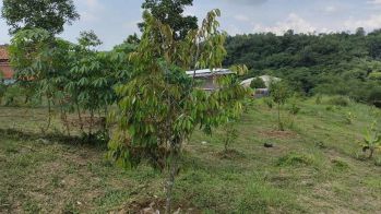 Sell Tanah: DIJUAL KEBUN DURIAN