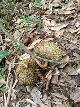 Investasi Kebun Durian Malang Siap Panen