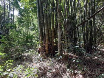 Sell Tanah: TANAH KEBUN 700m2