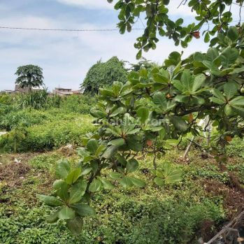 Tanah 6316 M Pengapon Semarang