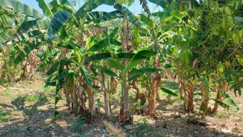 Tanah dijual harga tertinggi angkut