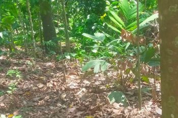 Sale Tanah: Dijual tanah