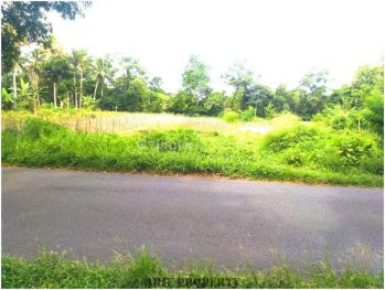 Dekat Kampus Uii, Tanah Murah Tepi Jalan Grogolan, SHM P