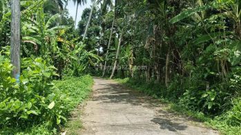 Hot List Di Jual Tanah Bonus Bangunan Lama Lokasi Pejeng Kangin Ubud Gianyar