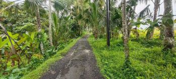 Jual tanah diubud view sawah  hutan dan sungai