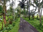 thumbnail-jual-tanah-diubud-view-sawah-hutan-dan-sungai-8