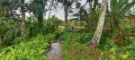 thumbnail-jual-tanah-diubud-view-sawah-hutan-dan-sungai-4