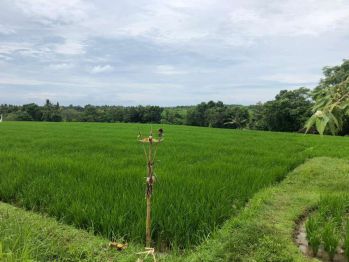 Dijual tanah sawah dekat pantai daerah beraban selemadeg Tabanan