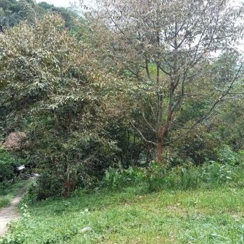 DIJUAL KEBUN DURIAN DEKAT LOK WISATA, STRATEGIS AKSES MUDAH, JK11460